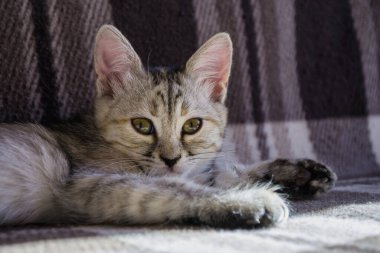 Güzel küçük gri kedi kanepede yatıyor. Yavru kedi, kapat..