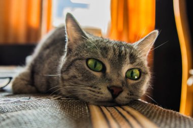 Güzel, yeşil gözlü bir kedinin namlusu. Gri kedi yatağın üzerinde yatıyor. Yumuşak seçici odak.