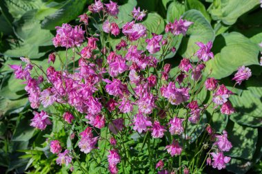 Spring floral garden. Bushes lilac-pink flowers Columbine (Latin: Aquilegia) on a background of green leaves close up.