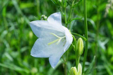 White bell (Latin: Campanula persicifolia) on a background of green leaves, close up. Selective focus. Soft blurry background.