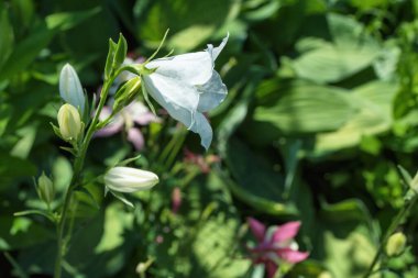 White bell (Latin: Campanula persicifolia) on a background of green leaves, close up. Selective focus. Soft blurry background. Free space.