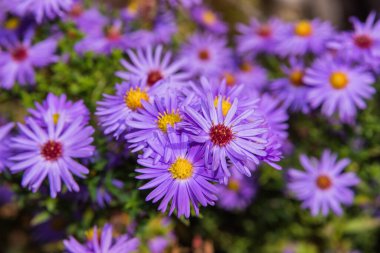 Autumn floral garden. Close up lilac flowers New York aster or Aster novi-belgii (Latin: Symphyotrichum novi-belgii). Background natural flowers. Selective focus.