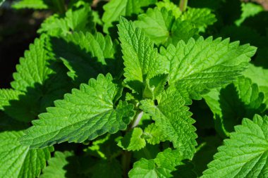 Summer garden. Medicinal herb Lemon mint or Bergamot mint (Latin: Mentha citrata) close up.