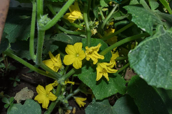 Растение Cucumis Sativus Цветок Огурца Cucumis Sativus Огуречные Цветы Крупным — стоковое фото