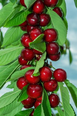 Yaz meyve bahçesi. Bir ağacın üzerinde kırmızı kiraz (Latince: erik avyumu). Yumuşak seçici odaklanma. Dikey fotoğraf.