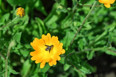 Böcek Sineği (Latince: Eristalis tenax) sarı-kırmızı Marigold çiçeği (Latince: Calendula officinalis). Yeşil arkaplan yapraklarında çiçek.
