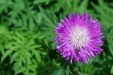 Leylak çiçeği Beyazboyanmış Cornflower (Latince: Centaurea deal bata) bahçeye yakın. Arka planda yeşil yapraklar üzerinde çiçek çiçeği. Boş alan.