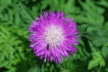 Leylak çiçeği Beyazboyanmış Cornflower (Latince: Centaurea deal bata) bahçeye yakın. Arkaplanda çiçek yeşil yapraklar.