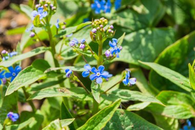 Bahçedeki mavi çiçekler Sibirya unutma-beni-nots veya Sibirya Bugloss 'u (Latince: Brunnera sibirica). Arka planda yeşil yapraklar üzerinde Sibirya Unutma beni çiçekleri.