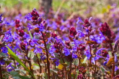 Doğal nane arkaplanı. Mor çiçekler Catnip (Latince: Nepeta cataria) yakın çekim. Yumuşak seçici odak.