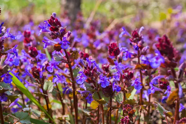 Doğal nane arkaplanı. Mor çiçekler Catnip (Latince: Nepeta cataria) yakın çekim. Yumuşak seçici odak.