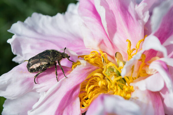 Golden chafer (Cetonia aurata) sitting on pink Peony (Latin: Paeonia). Insect pest on the flower. Insect closeup.