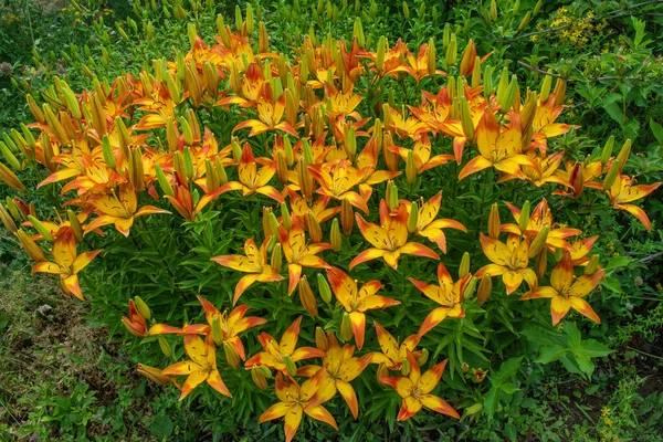 Sárga Piros Napililiom Latin Hemerocallis Zöld Levelek Háttér Nyáron Virágágyások — Stock Fotó