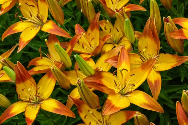 花园里有花 黄红大丽花 拉丁语 Hemerocallis 的特写 软性选择性重点 — 图库照片