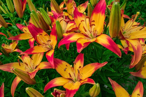 Rosa Gelbe Taglilien Lateinisch Hemerocallis Aus Nächster Nähe Blumenbeet Weicher — Stockfoto