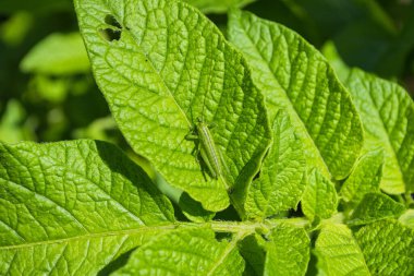 Yeşil çekirge (Latince: Tettigonia viridissima) Patates 'in yeşil bir yaprağında (Latince: Solanum tuberosum) oturmaktadır. Yumuşak seçici odak.