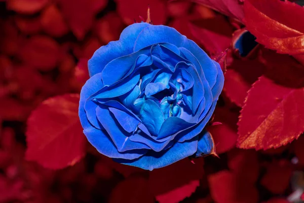 Abstraktion Blaue Rose Auf Rotem Laubgrund Nahaufnahme Selektiver Fokus Weicher — Stockfoto