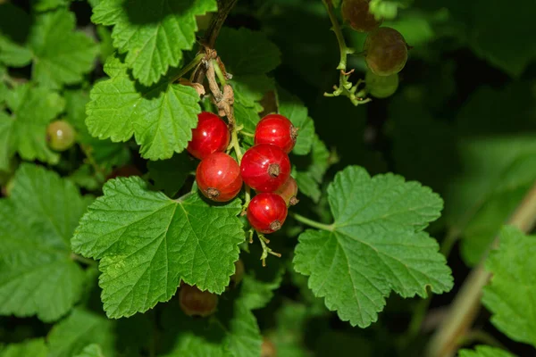 Bagas Passa Corinto Vermelha Latim Ribes Rubrum Fundo Folhas Verdes — Fotografia de Stock