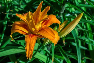Çiçek bahçesindeki yeşil yapraklar üzerinde portakal kırmızısı Daylily çiçeği (Latince: Hemerocallis). Çiçek yaklaş. Yumuşak seçici odak.