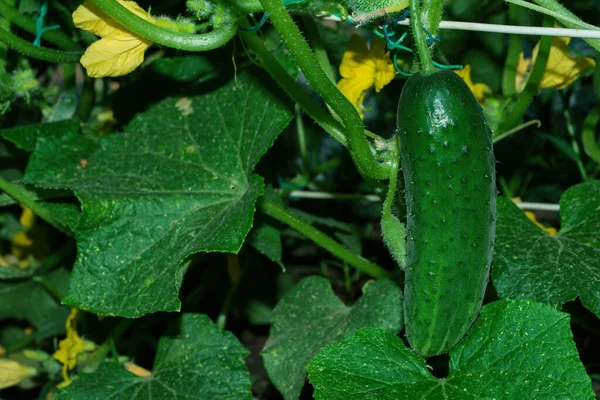 Cucumbers Latin Cucumis Sativus Vegetable Garden Close Cucumber Annual Herbaceous — Stock Photo, Image