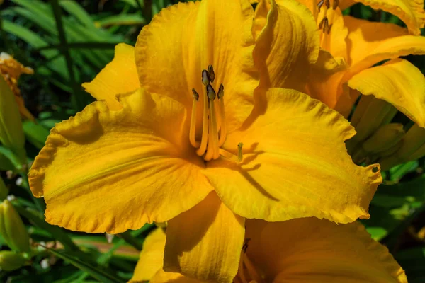 Narancssárga Virágos Liliom Latin Hemerocallis Termesztett Kertben Közelkép Puha Szelektív — Stock Fotó