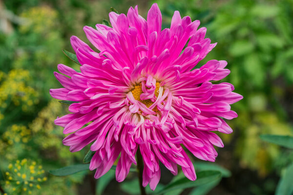 Цветочный сад. Розовый цветок в цветнике, крупным планом. Выборочный фокус, мягкий размытый фон.