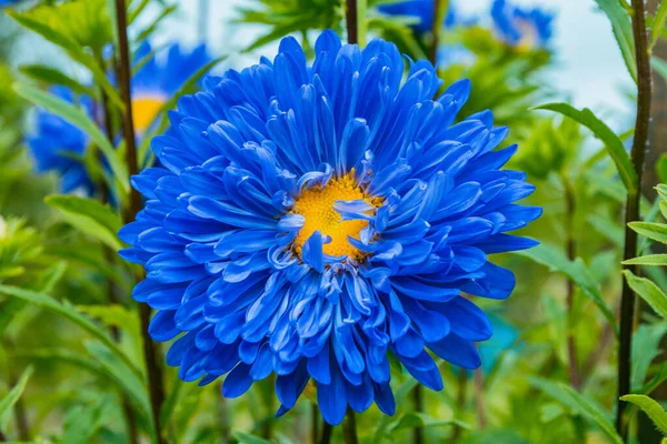 Цветочный Сад Темно Голубой Цветок Зеленом Фоне Листьев Крупным Планом — стоковое фото