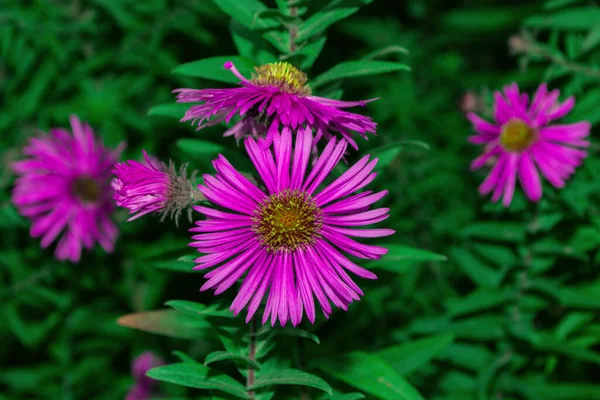 Jardín Floral Flores Color Lila New York Aster Aster Novi —  Fotos de Stock
