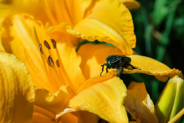 Chafer Dourado Latim Cetonia Aurata Sentado Amarelo Daylily Latim Hemerocallis — Fotografia de Stock