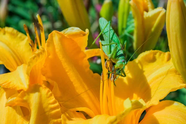 Green Grasshopper Latin Tettigonia Viridissima Sitting Flower Daylily Latin Hemerocallis — Stock Photo, Image