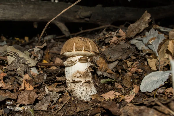 Leccinum Boletus Edulis Edible Mushroom Growing Autumn Dark Forest Mushroom — Stock Photo, Image