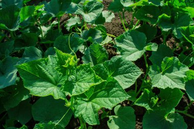 Sebze bahçesinde salatalık (Latince: salatalık satisi), yakından. Yumuşak odak.