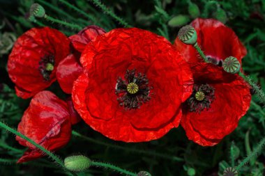 Çiçek açan alan. Kırmızı gelincik çiçekleri (Latince: Papaver) yakınlaşır. Yumuşak seçici odak.