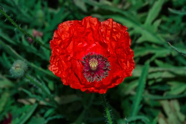 Blühendes Feld Die Blume Des Roten Mohns Lateinisch Papaver Nahaufnahme — Stockfoto