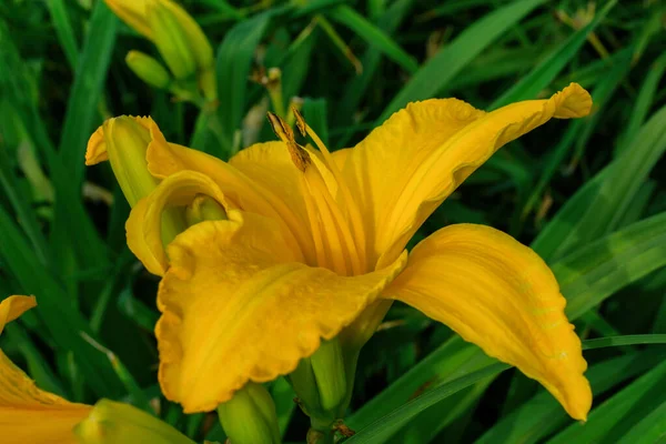 Parterres Fleurs Avec Des Fleurs Dans Jardin Été Fleur Lis — Photo