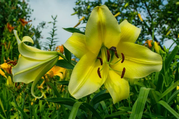 Világossárga Virágok Liliom Latin Lilium Háttérben Zöld Levelek Kertben Közelkép — Stock Fotó