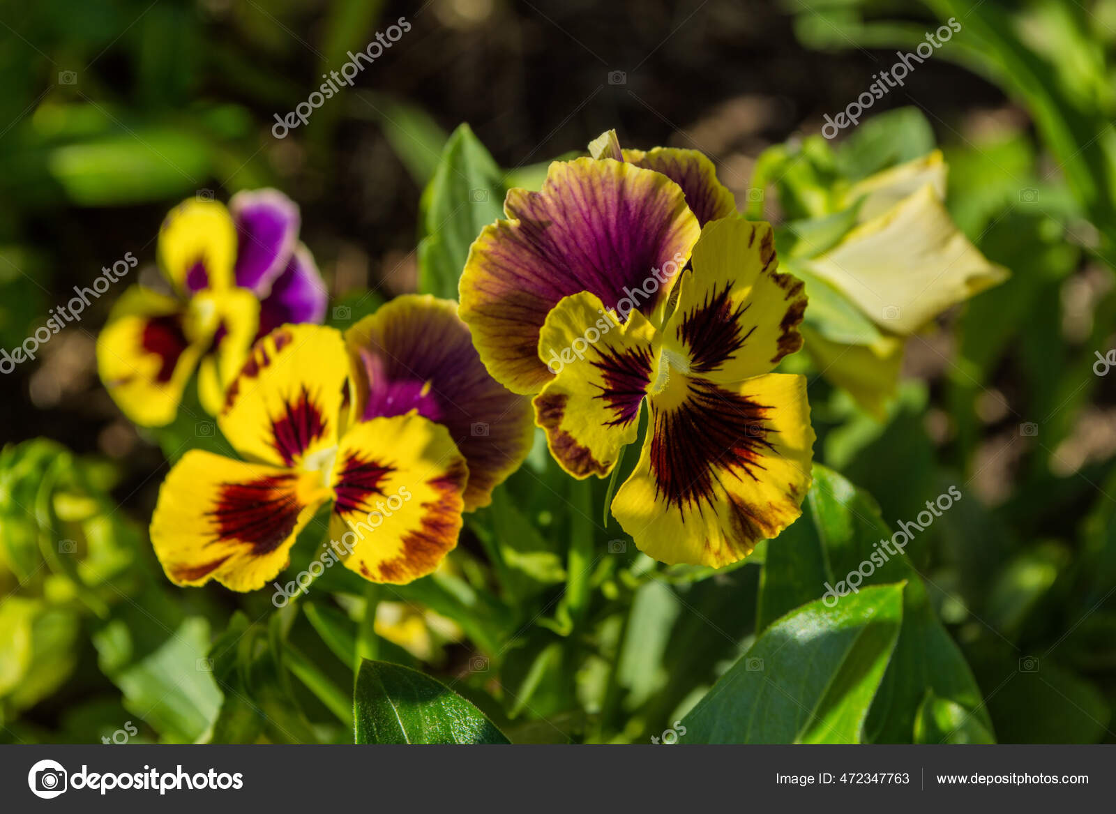 Yellow Garden Flowers Violets Latin Viola Tricolor Horned Violet Also Stock Photo By C D M C 472347763