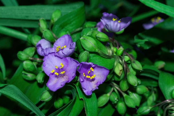Piękne Purpurowe Kwiaty Tradescantia Łac Tradescantia Occidentalis Ogrodzie Zbliżenie Roślina — Zdjęcie stockowe