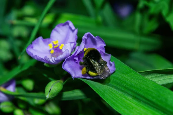 Zapylanie Kwiatów Przez Owady Bumblebee Łac Bombus Purple Flowers Tradescantia — Zdjęcie stockowe
