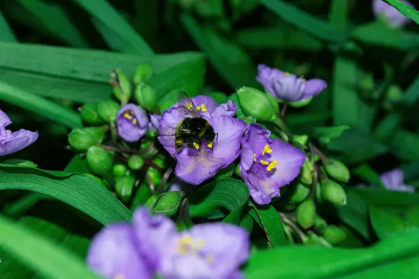 Zapylanie Kwiatów Przez Owady Bumblebee Łac Bombus Fioletowe Kwiaty Tradescantia — Zdjęcie stockowe