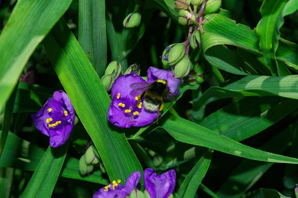Kwitnący Letni Ogród Zapylanie Kwiatów Przez Owady Bumblebee Łac Bombus — Zdjęcie stockowe