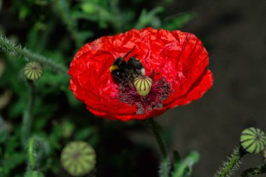Çiçeklerin böcekler tarafından tozlanması. Bahçedeki kırmızı çiçekli haşhaş (Latince: Papaver) Bumblebee (Latince: Bombus). Seçici yumuşak odak.