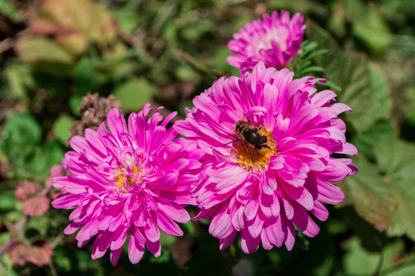 Insekten Oder Schwebfliegenunterfamilien Eristalinae Lateinisch Eristalis Tenax Auf Rosa Aster — Stockfoto