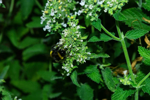 Bumblebee Λατινικά Bombus Άνθη Φαρμακευτικό Βότανο Λεμόνι Μέντα Μέντα Περγαμόντο — Φωτογραφία Αρχείου