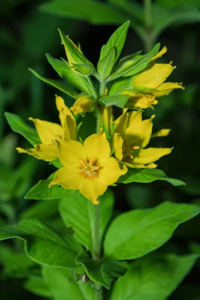 Yellow Perennial Wildflowers Dotted Loosestrife Лат Lysimachia Punctata Flowering Plant — стоковое фото