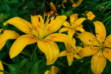 Sarı çiçekli Lily (Latince: Lilium) yakın plan. Seçici odaklanma. Yumuşak bulanık arkaplan.