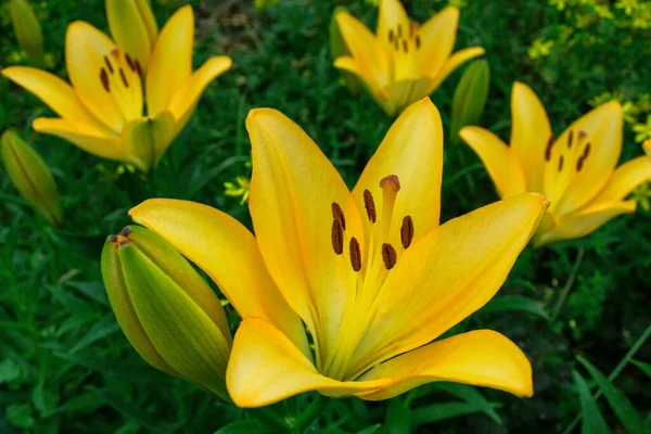 Virágos Kert Sárga Virágok Lily Latin Lilium Közelkép Pontos Szelektív — Stock Fotó