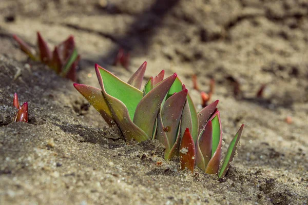 Probuzení Přírody Zimě Listy Tulipán Latina Tulipa Začátku Jara Prodírají — Stock fotografie