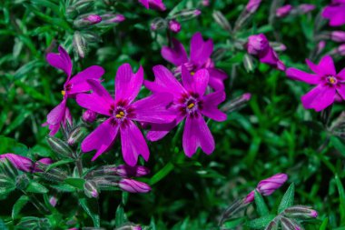 Phlox awl şeklinde (Phlox subulata) yakın plan. Yeşil yapraklardan oluşan bir arka planda mor çiçekler. Yumuşak seçici odak.