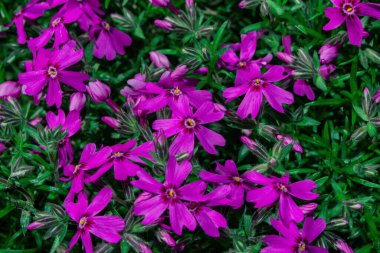 Koyu renk çiçekler Phlox awl şeklinde (Latince: Phlox subulata) yakın plan. Seçici odak.